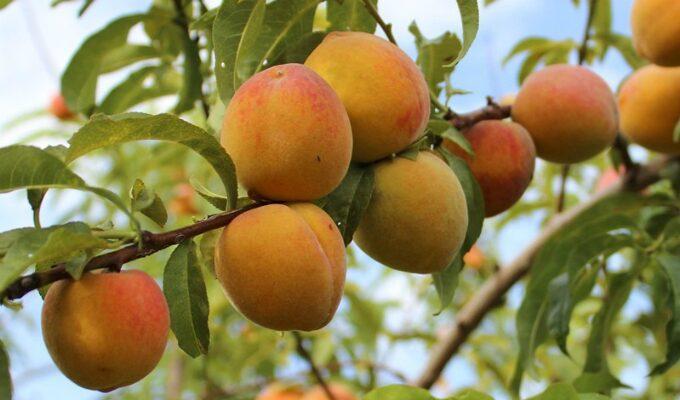 Vallegrande y su agricultura de altura: el secreto productivo mejor guardado de Bolivia