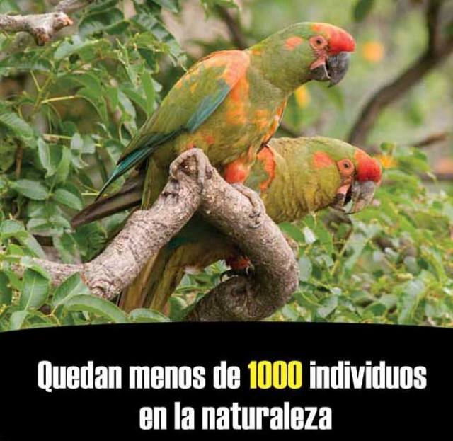 La captura ilegal de loros